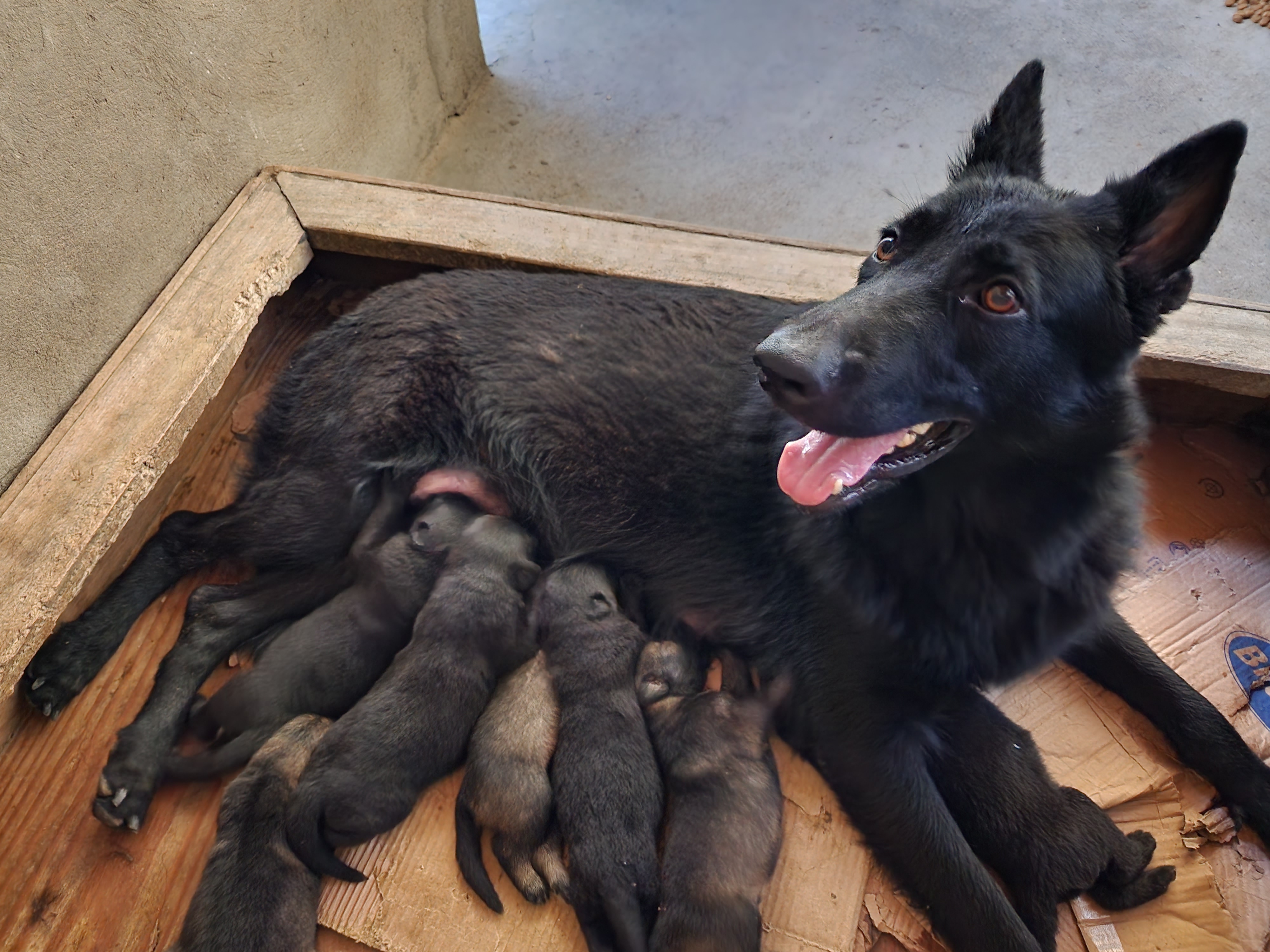 NOGUEIRA BLOOD DUSKA