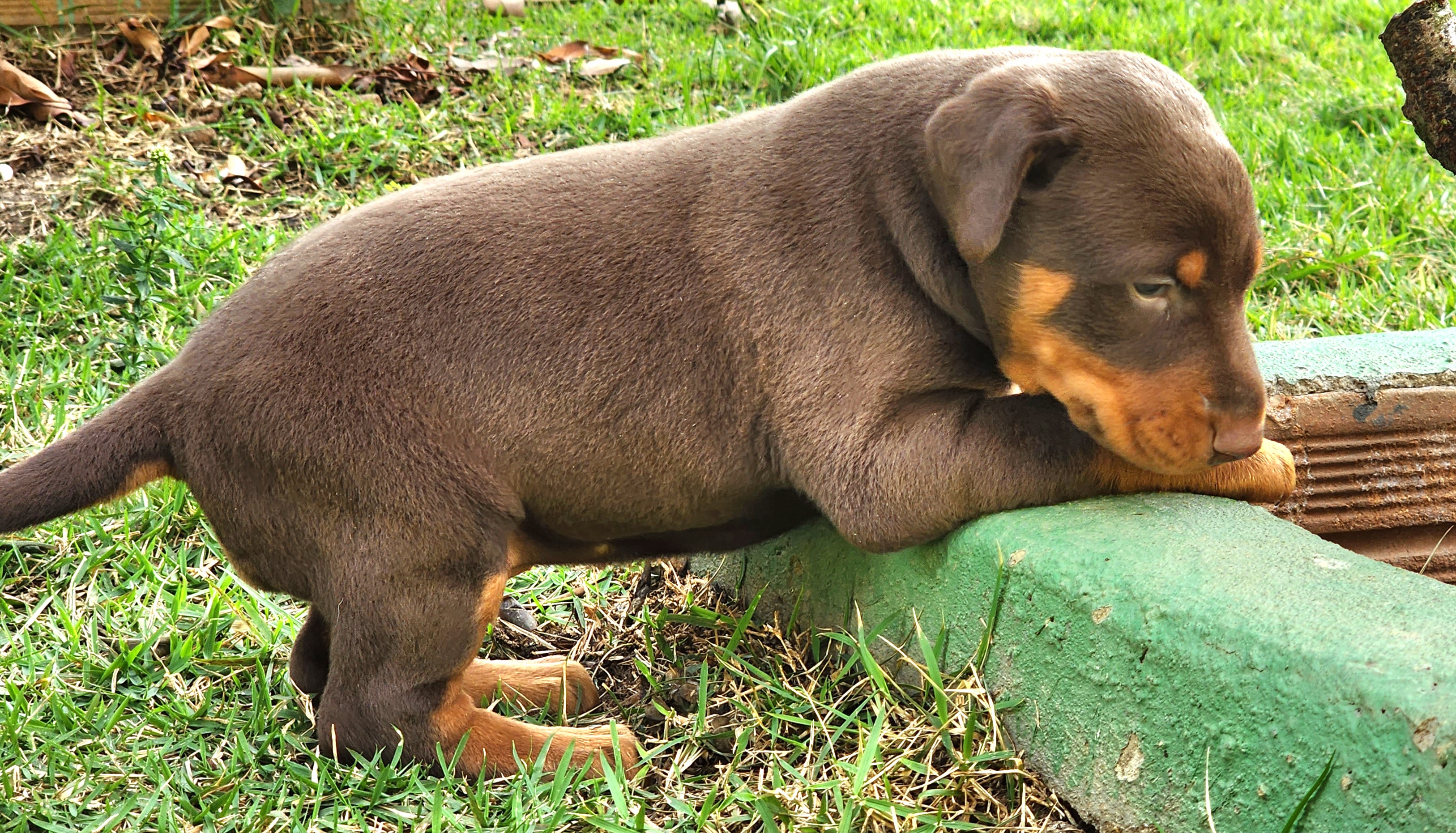 NOGUEIRA BLOOD DUQUESA