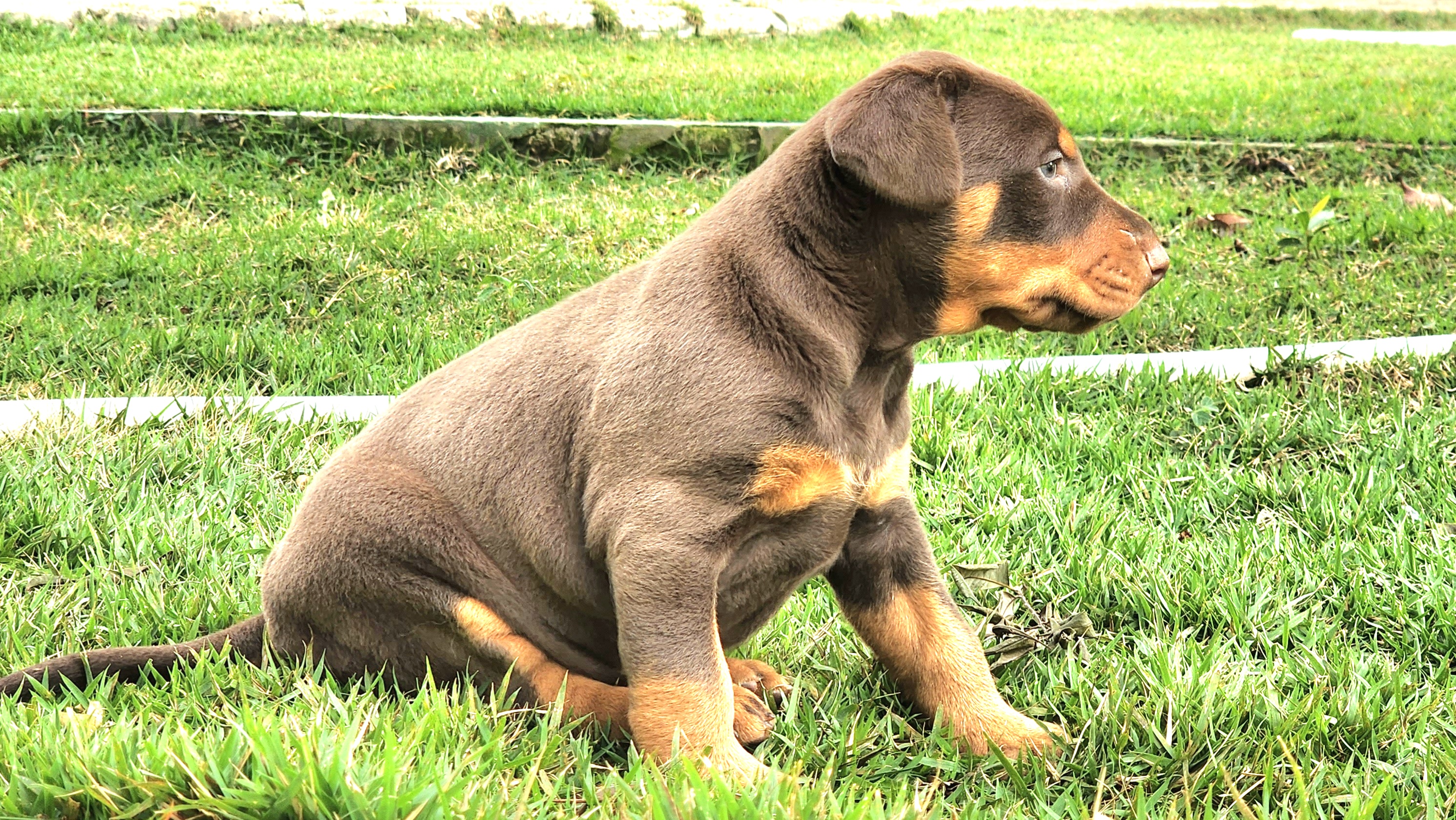 NOGUEIRA BLOOD DUQUESA