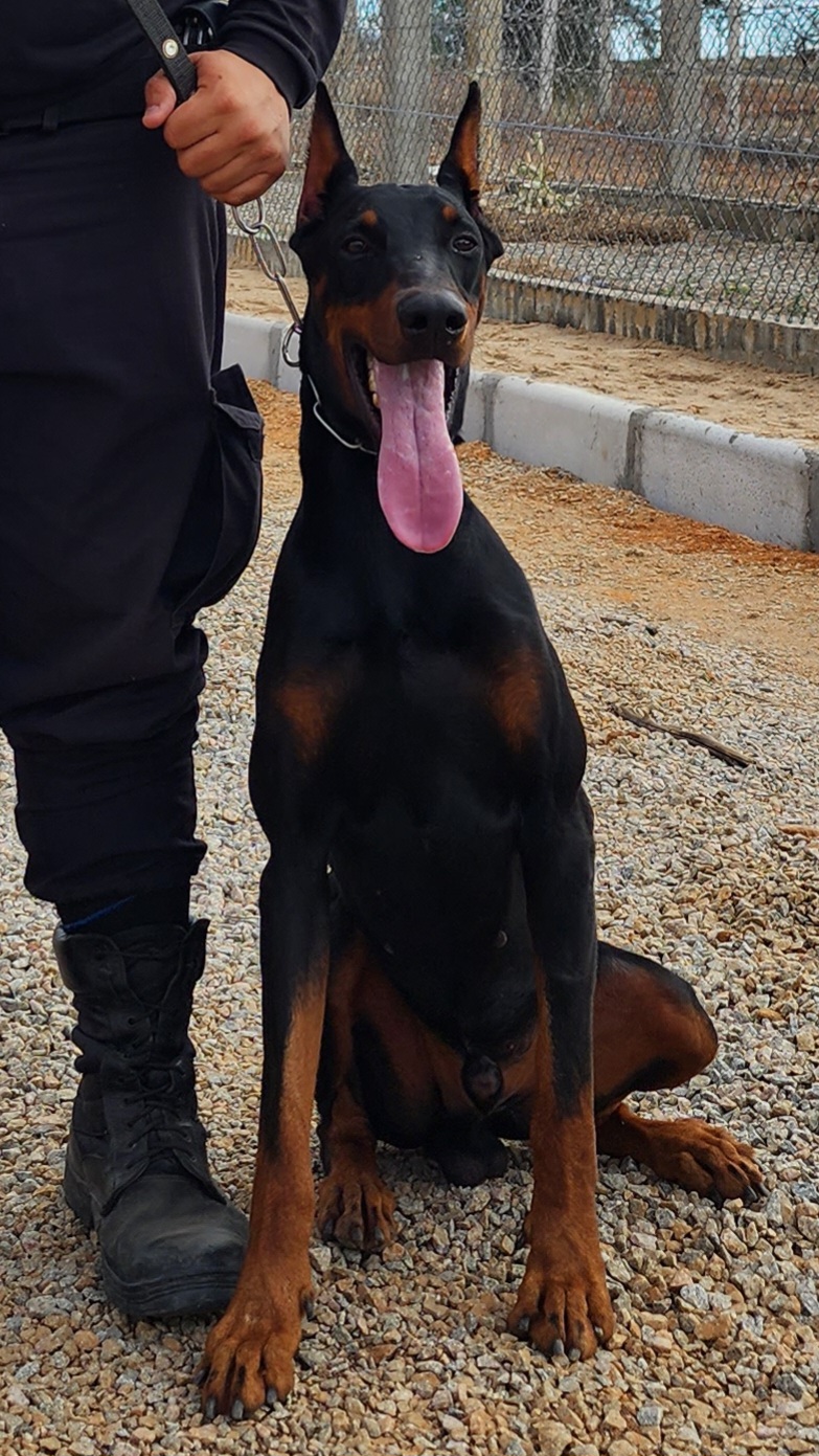 NOGUEIRA BLOOD APOLO