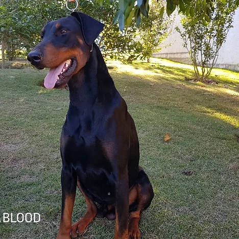 NOGUEIRA BLOOD KILLER