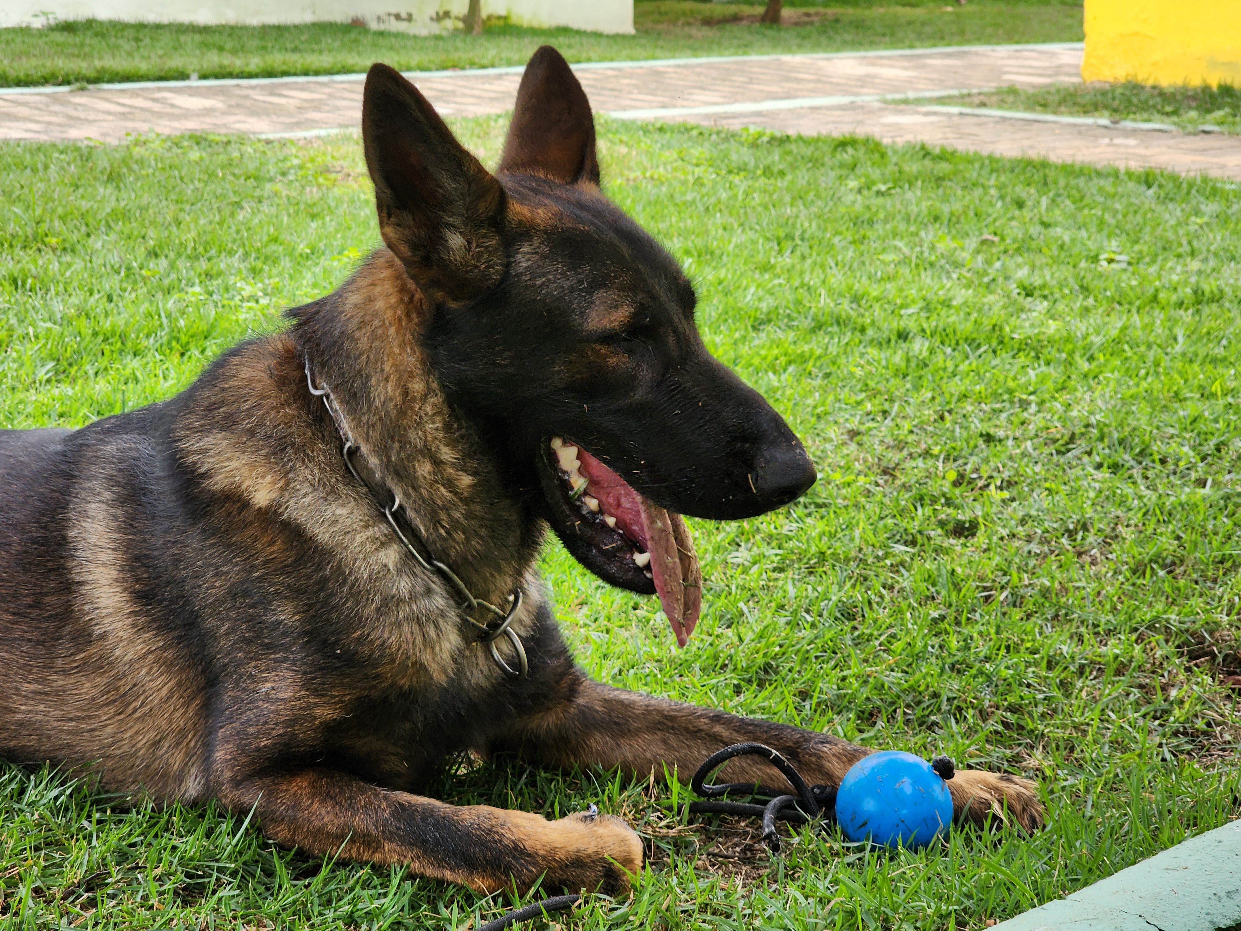 NOGUEIRA BLOOD RAGNAR