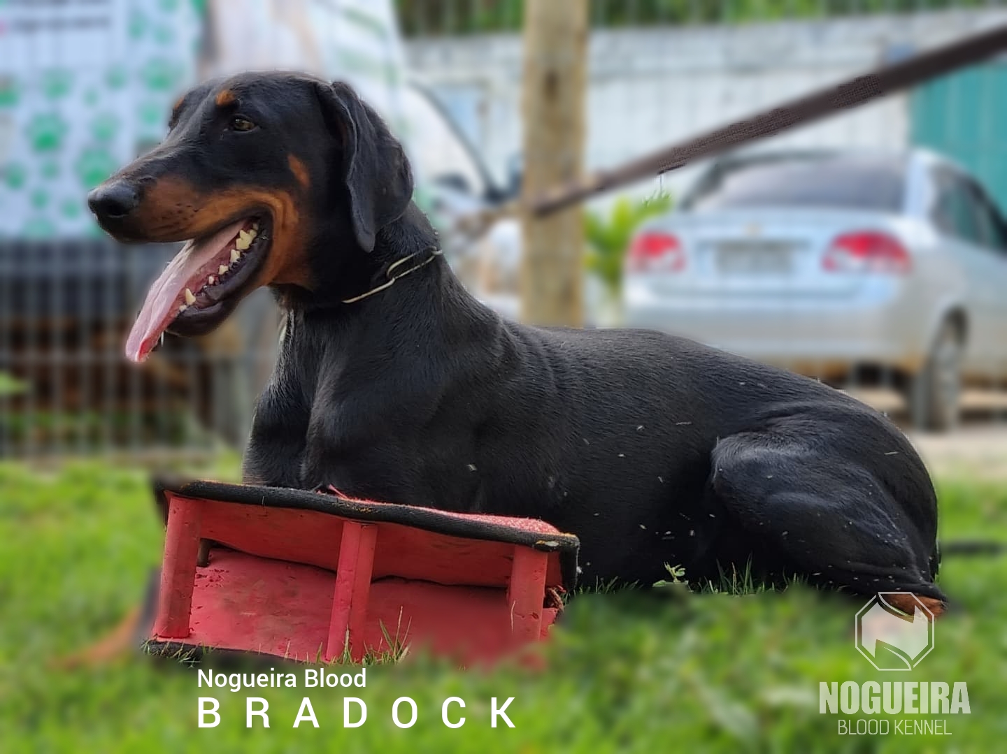 NOGUEIRA BLOOD BRADOCK