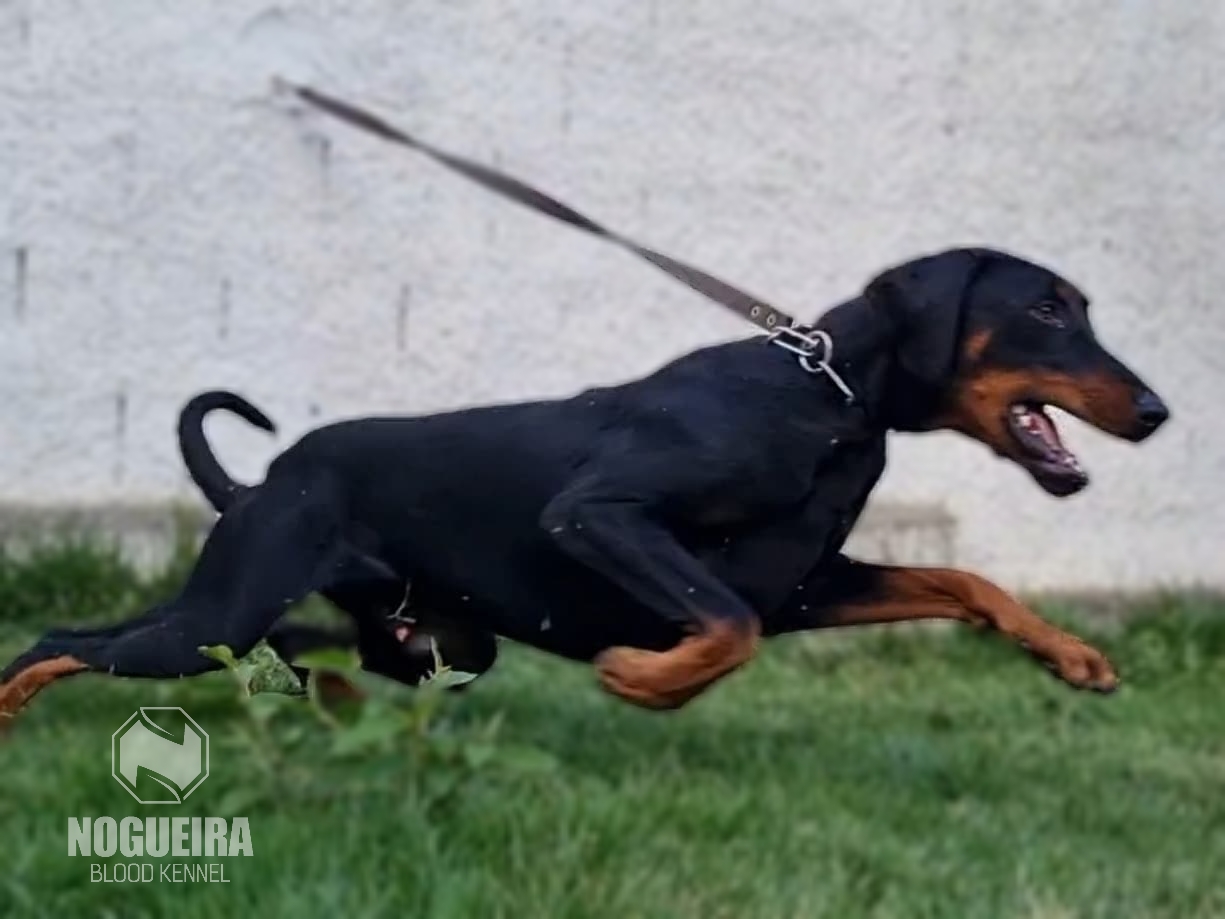 NOGUEIRA BLOOD BRADOCK