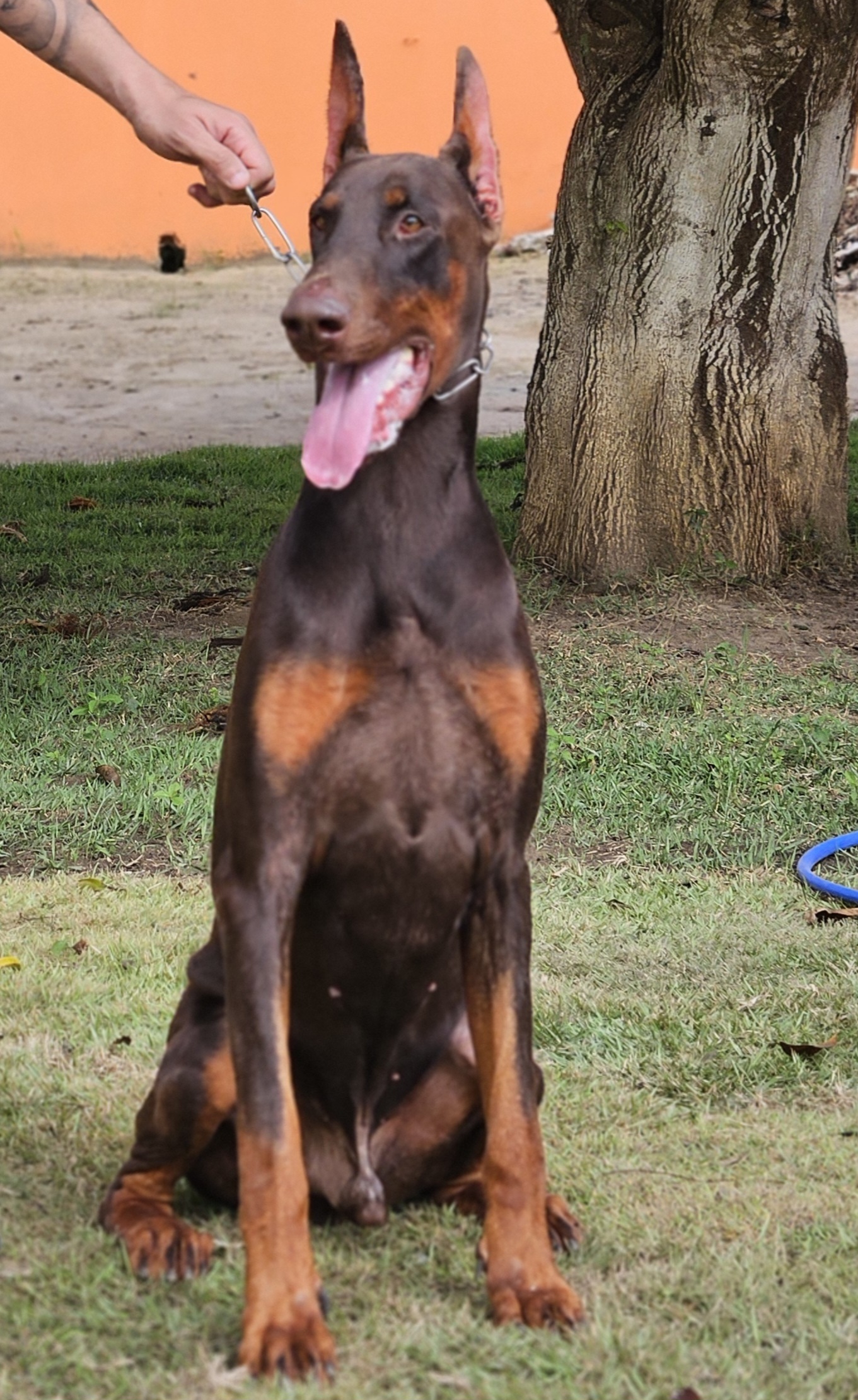 DEUTSCH SCHONHEIT TURCO (PACO)