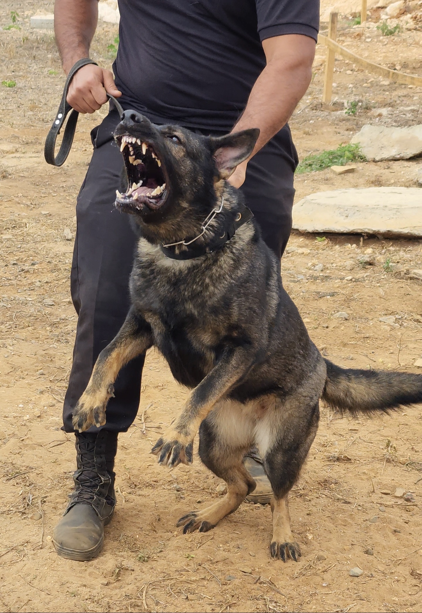 NOGUEIRA BLOOD QUEEN